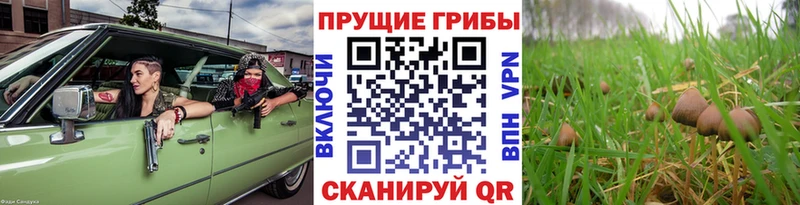 купить наркотики цена  Мончегорск  Псилоцибиновые грибы мицелий 